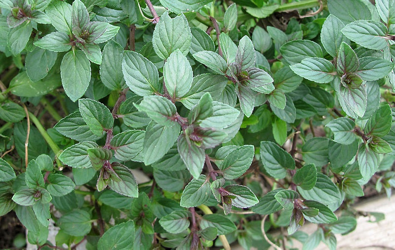 Image result for chocolate mint plant